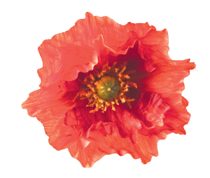 poppy-rossi_cropped