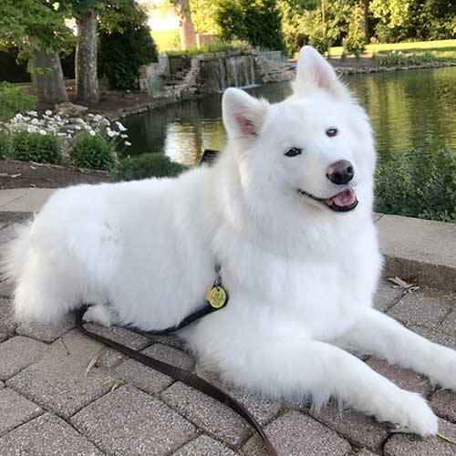 Ohio's Hospice Complementary Therapy Animal-Assisted