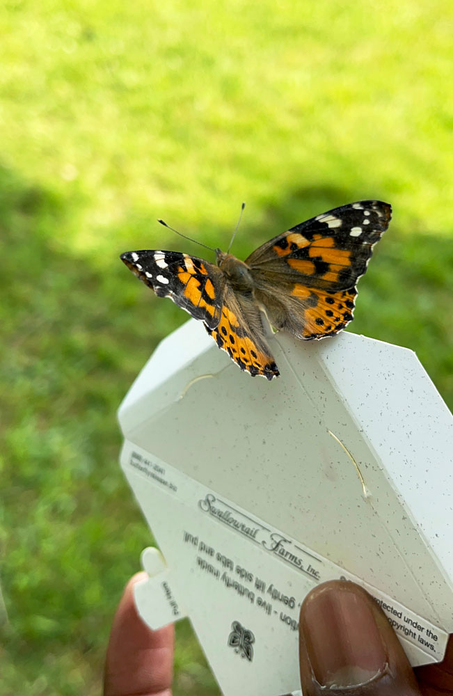 Releasing a butterfly. Celebrating Life's Stories Butterfly Release. Ohio's Hospice LifeCare.