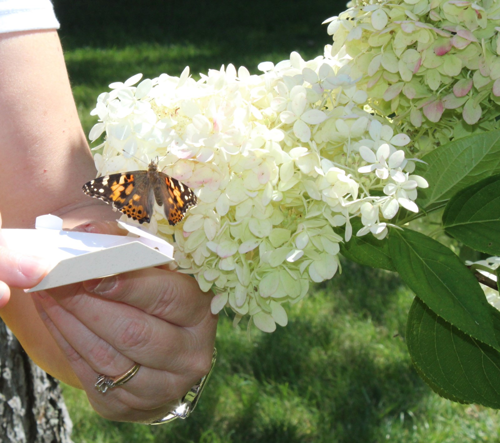 OHLV Butterfly Release 2023