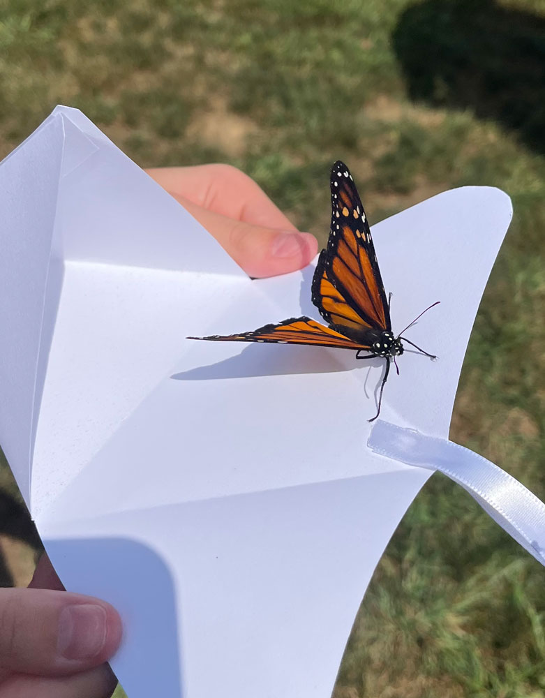 New Philadelphia Butterfly Release Butterfly