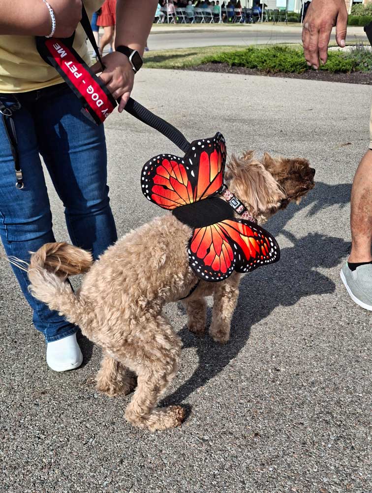 Troy Butterfly Release Puppy