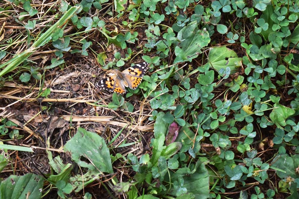 Butterfly Release butterfly in the grass