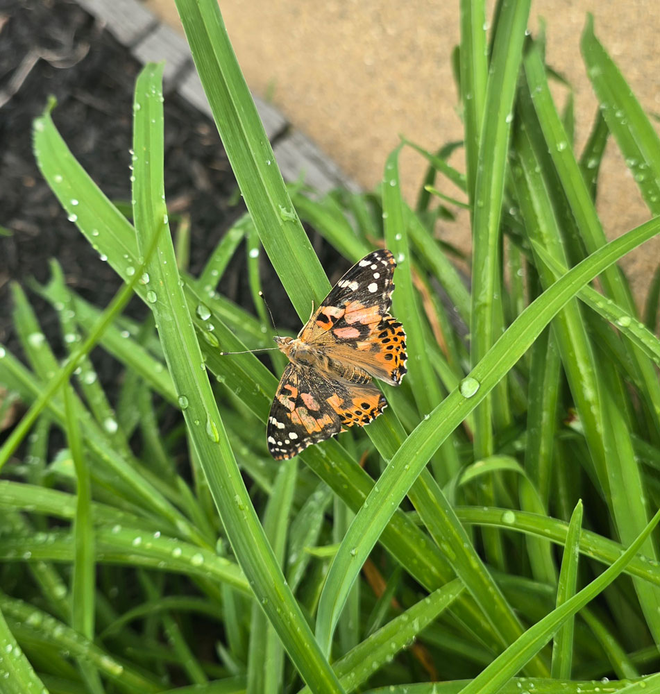 Troy Butterfly Release 2026 Butterfly in the grass